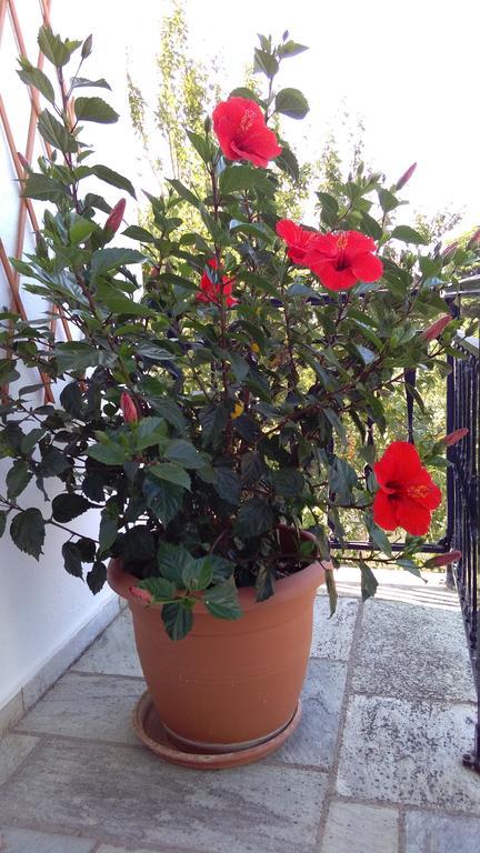 Smaragdi Rooms And Studios Skopelos Town Exterior foto